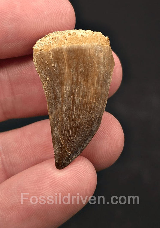 1.31" Fossil Mosasaur Tooth - Oulad Basin, Morocco - Fossil Driven