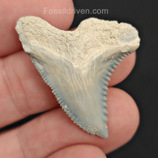 1.33" Fossil Hemipristis Shark Tooth - Bone Valley, Florida | Fossil Driven - Fossil Driven