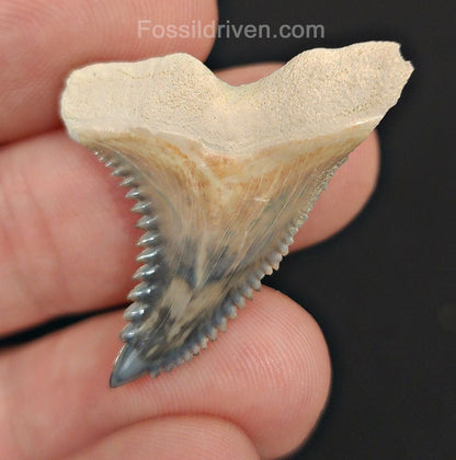 1.33" Fossil Hemipristis Tooth - Bone Valley, Florida | Fossil Driven - Fossil Driven