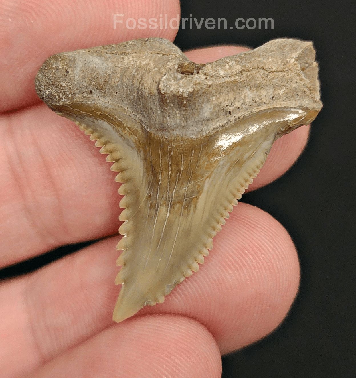 1.35" Fossil Hemipristis Shark Tooth - Bone Valley, Florida | Fossil Driven - Fossil Driven