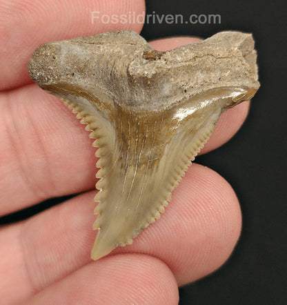 1.35" Fossil Hemipristis Shark Tooth - Bone Valley, Florida | Fossil Driven - Fossil Driven