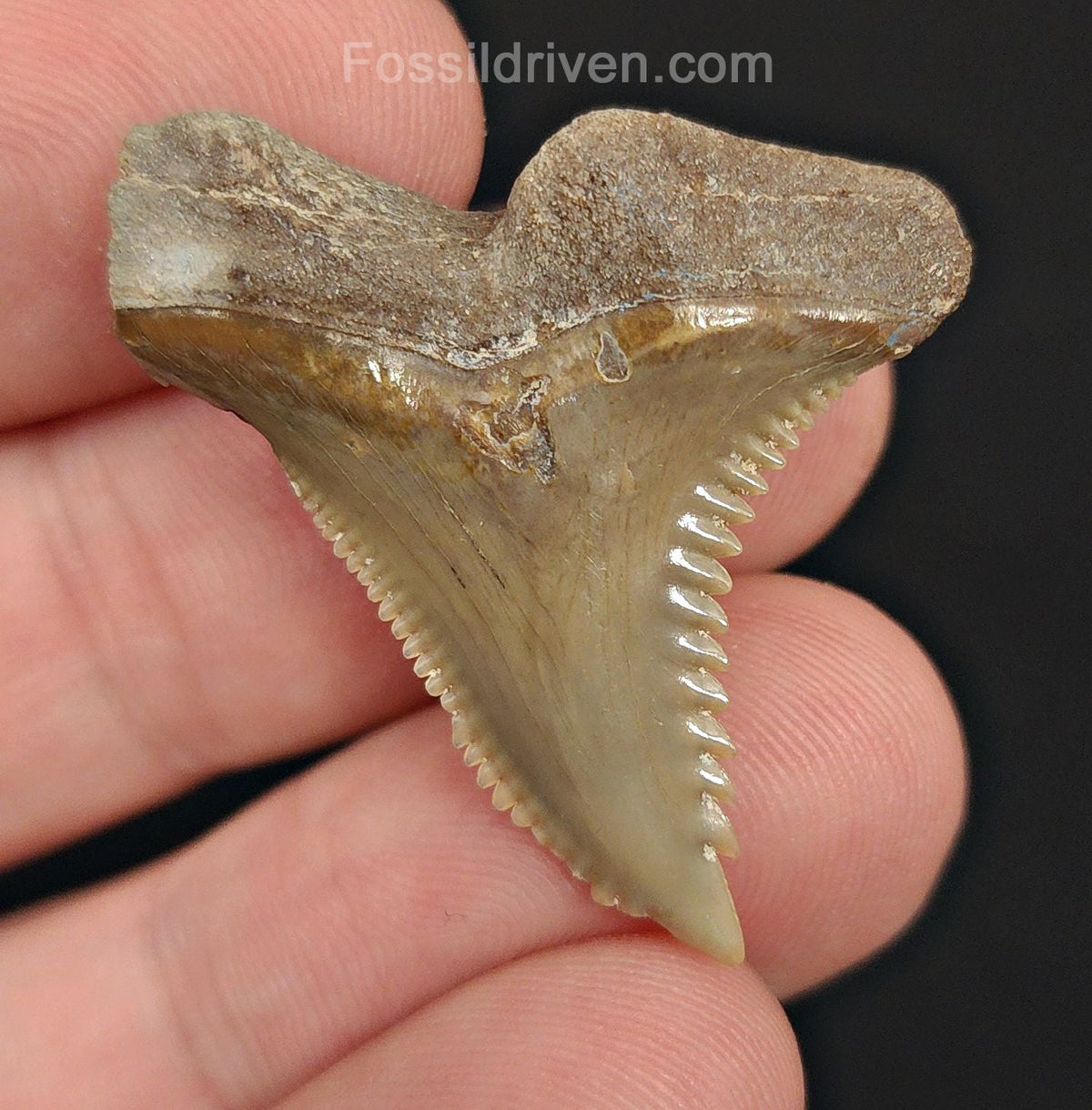 1.35" Fossil Hemipristis Shark Tooth - Bone Valley, Florida | Fossil Driven - Fossil Driven
