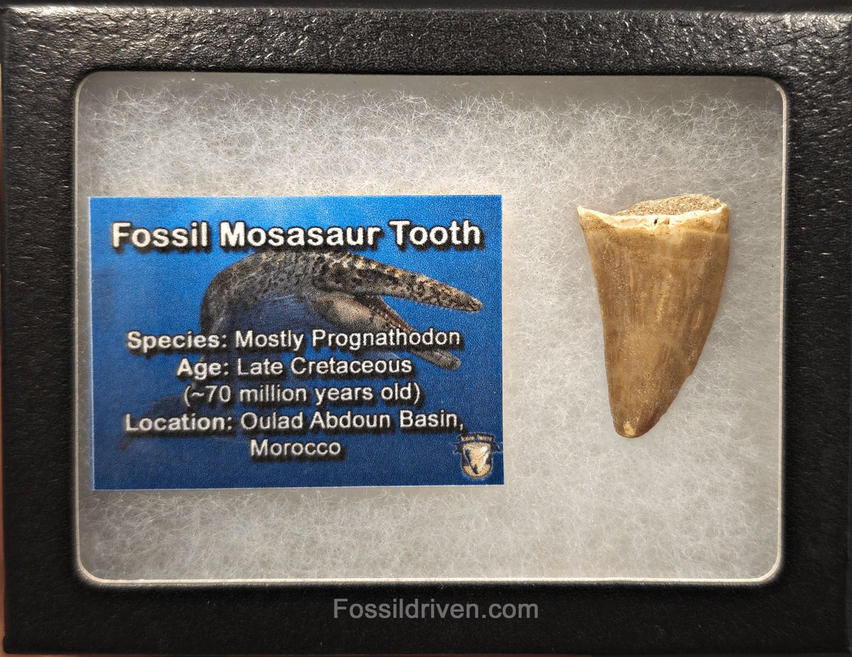1.35" Fossil Mosasaur Tooth - Morocco - Fossil Driven
