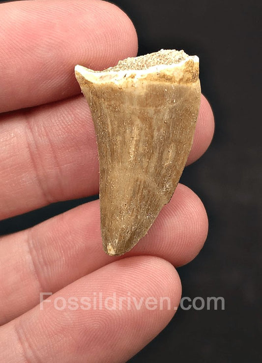 1.35" Fossil Mosasaur Tooth - Morocco - Fossil Driven