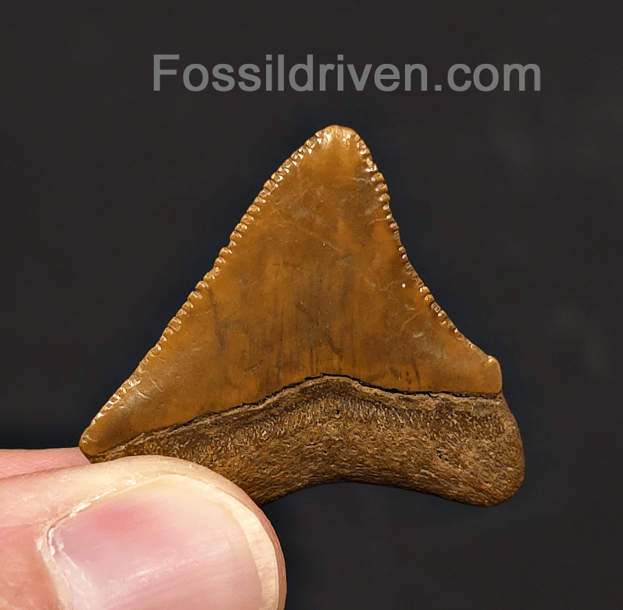 1.35" Posterior Fossil Megalodon Tooth - Java, Indonesia | Fossil Driven - Fossil Driven