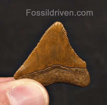 1.35" Posterior Fossil Megalodon Tooth - Java, Indonesia | Fossil Driven - Fossil Driven