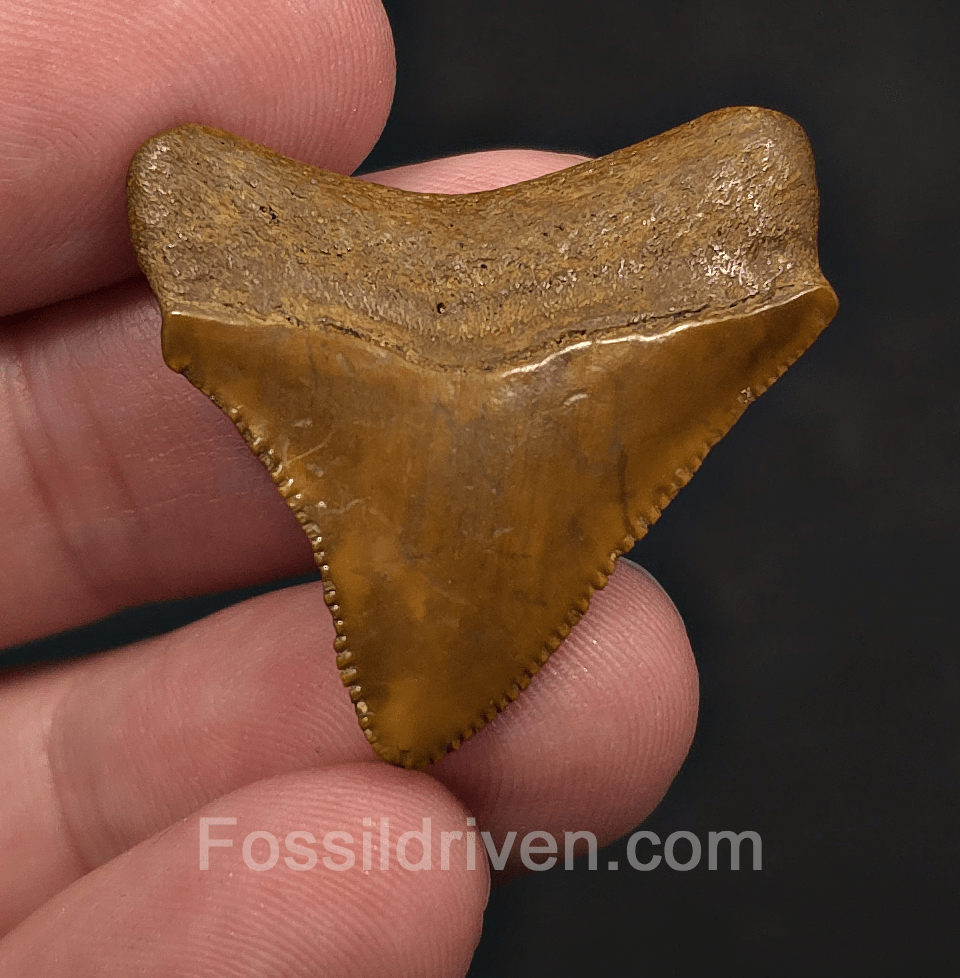 1.35" Posterior Fossil Megalodon Tooth - Java, Indonesia | Fossil Driven - Fossil Driven