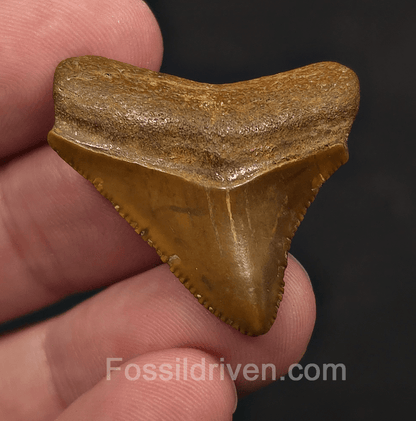 1.35" Posterior Fossil Megalodon Tooth - Java, Indonesia | Fossil Driven - Fossil Driven