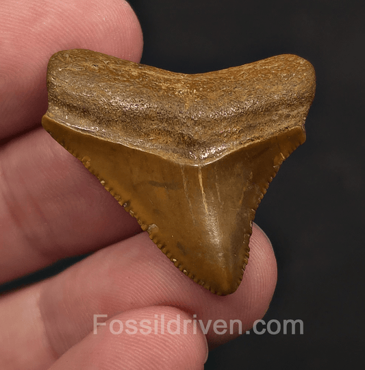 1.35" Posterior Fossil Megalodon Tooth - Java, Indonesia | Fossil Driven - Fossil Driven