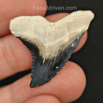 1.36" Fossil Hemipristis Shark Tooth - Bone Valley, Florida | Fossil Driven - Fossil Driven