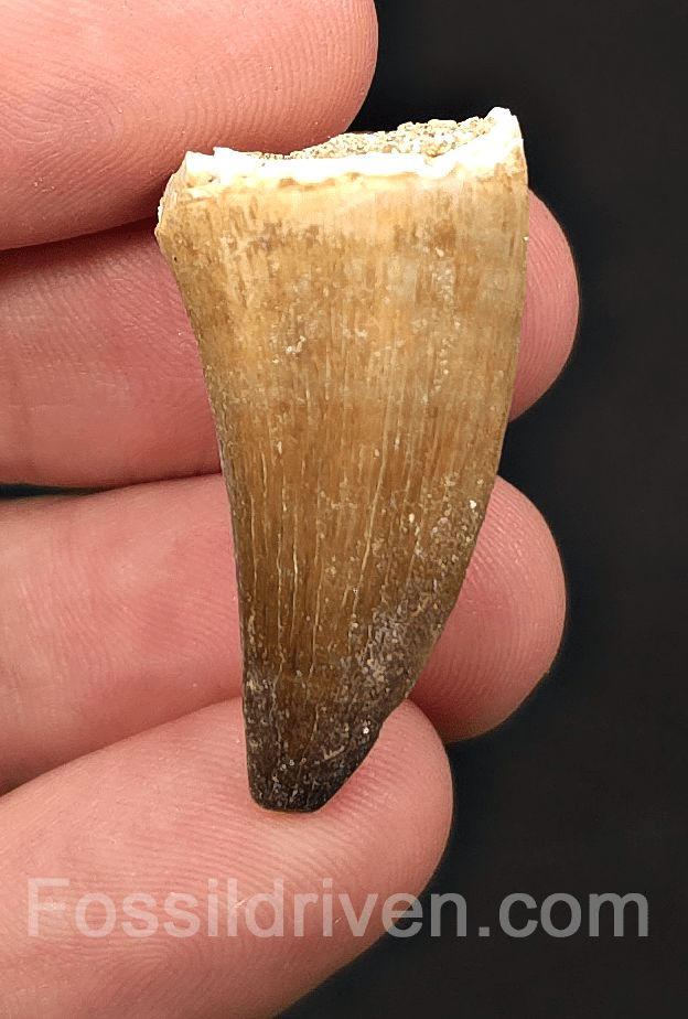 1.36" Fossil Mosasaur Tooth - Morocco - Fossil Driven