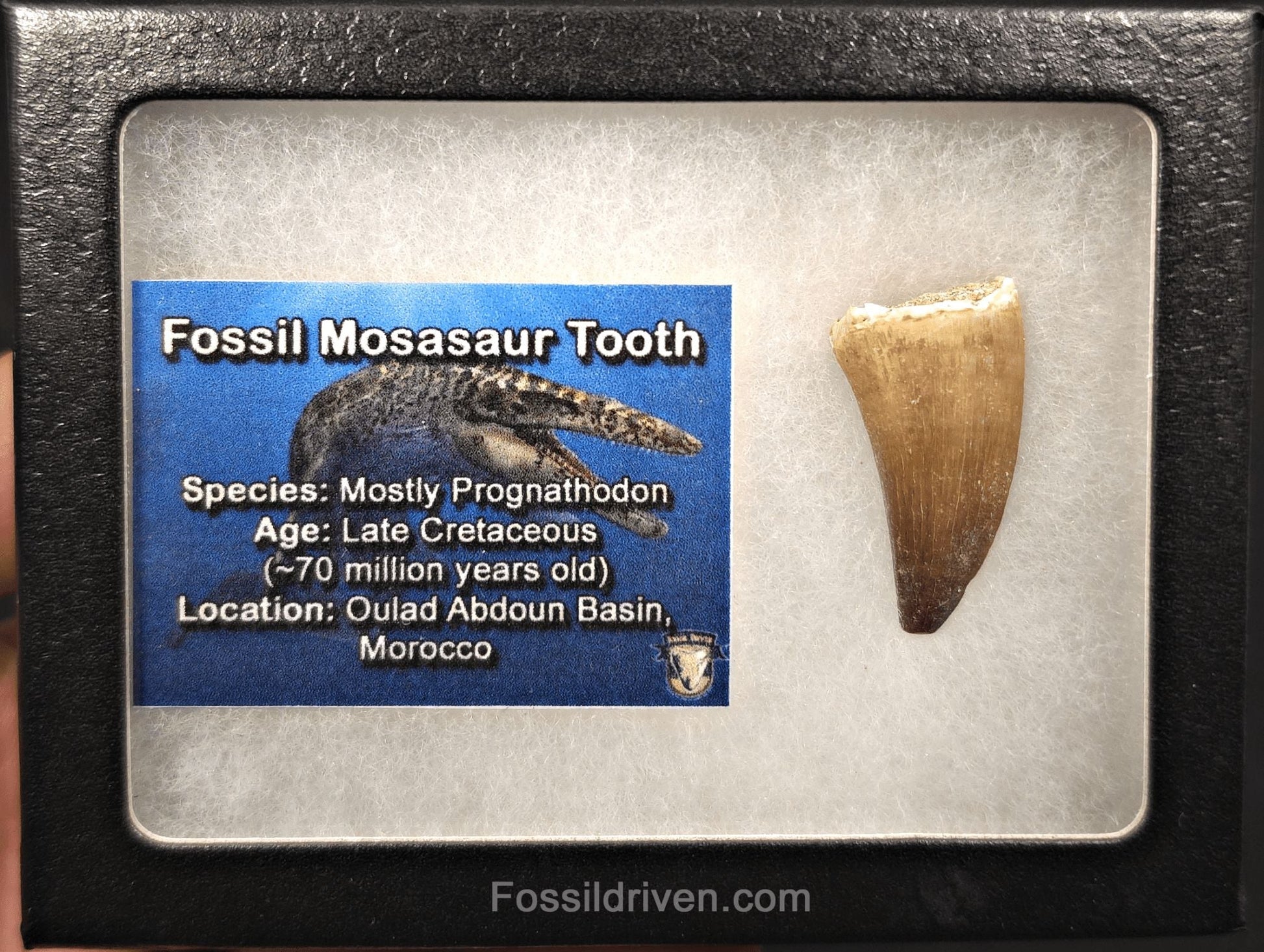1.36" Fossil Mosasaur Tooth - Morocco - Fossil Driven