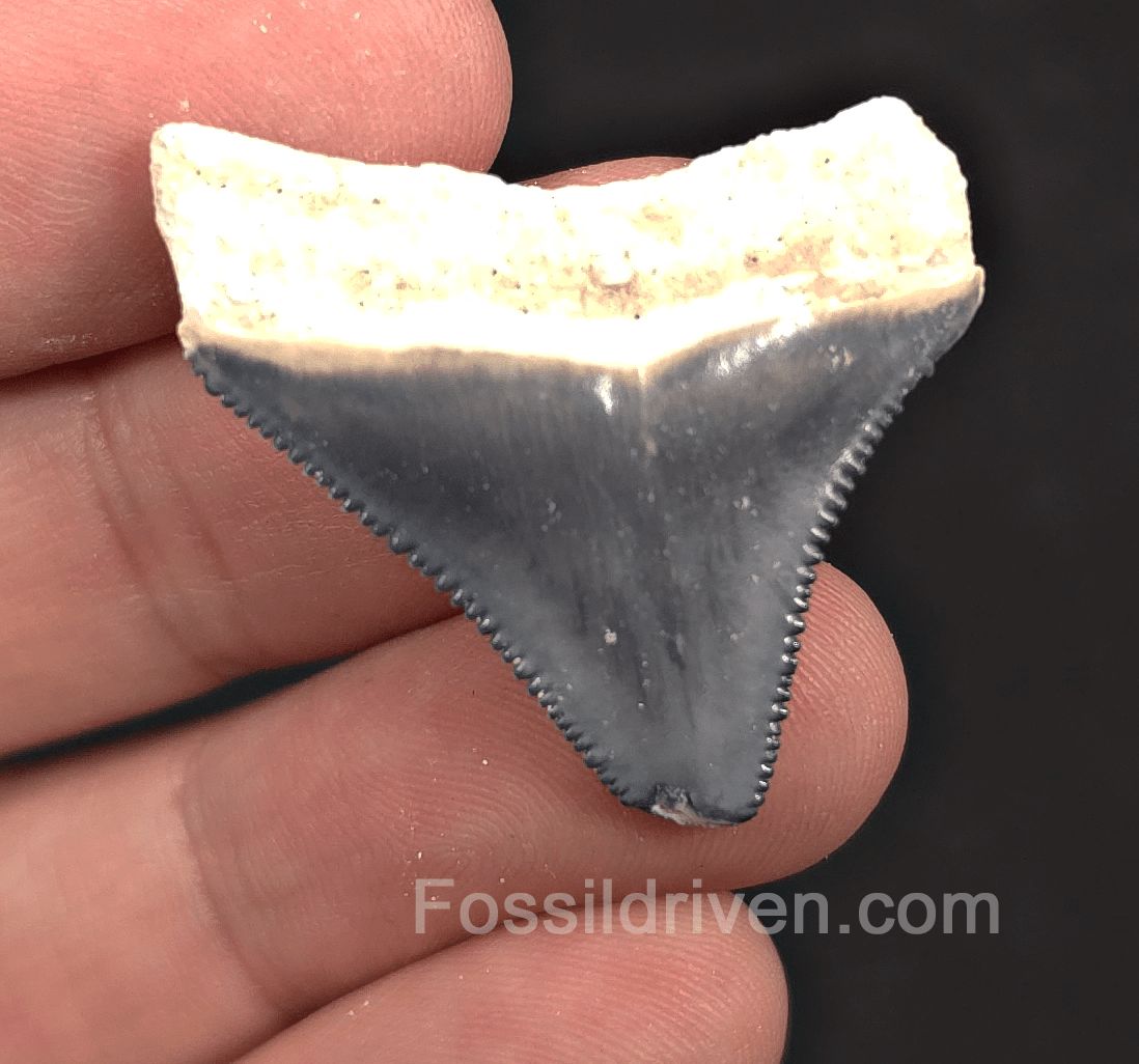 1.37" Blue Fossil Megalodon Tooth - Bone Valley, Florida | Fossil Driven - Fossil Driven