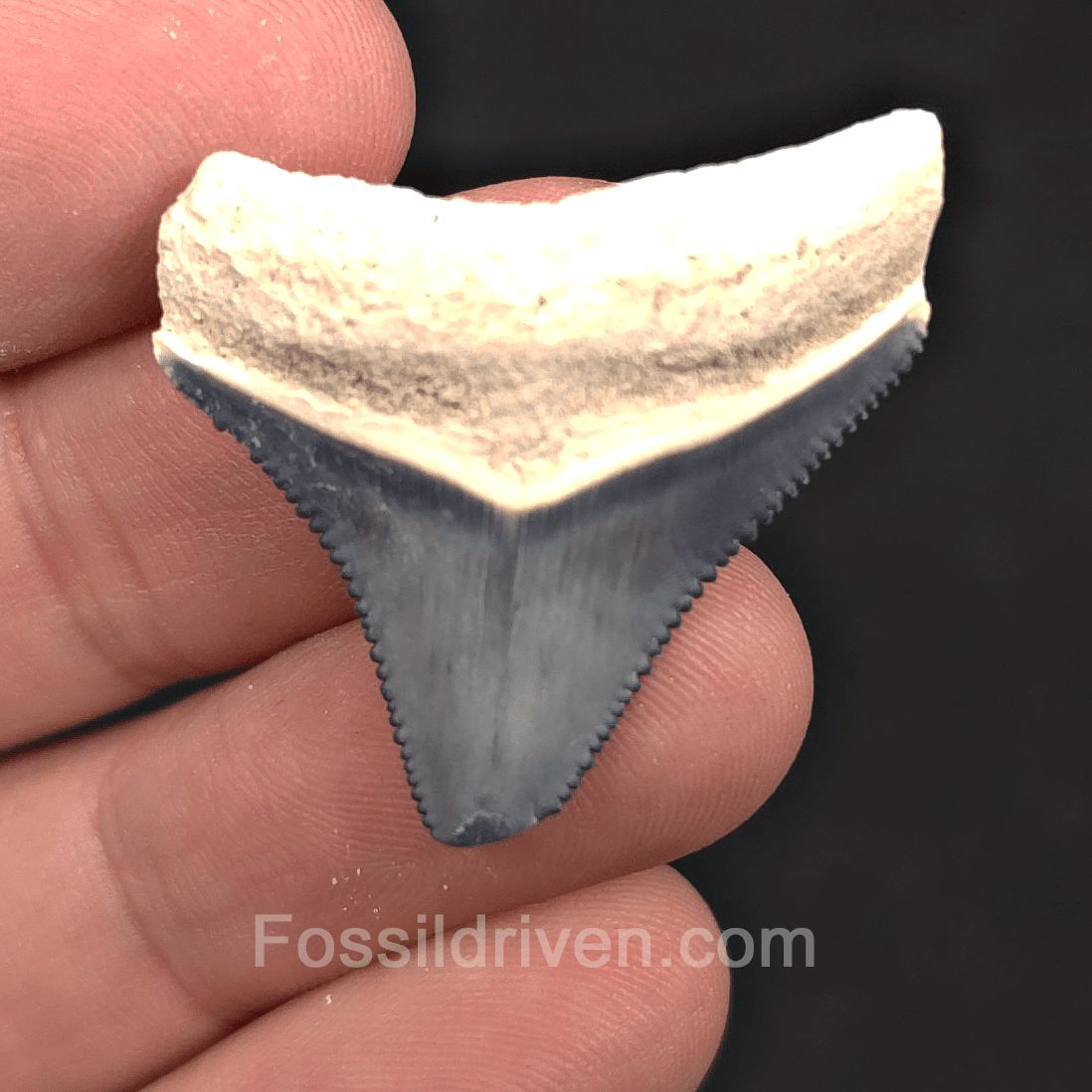 1.37" Blue Fossil Megalodon Tooth - Bone Valley, Florida | Fossil Driven - Fossil Driven