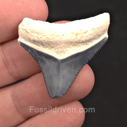 1.37" Blue Fossil Megalodon Tooth - Bone Valley, Florida | Fossil Driven - Fossil Driven