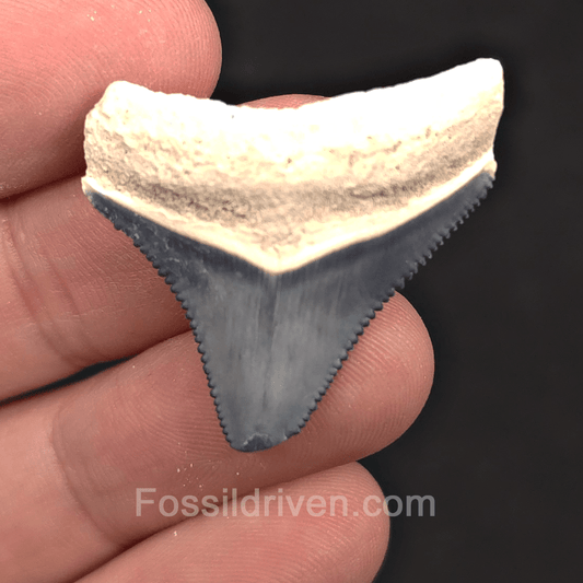 1.37" Blue Fossil Megalodon Tooth - Bone Valley, Florida | Fossil Driven - Fossil Driven