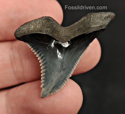 1.38" Fossil Hemipristis Shark Tooth - Venice, Florida | Fossil Driven - Fossil Driven