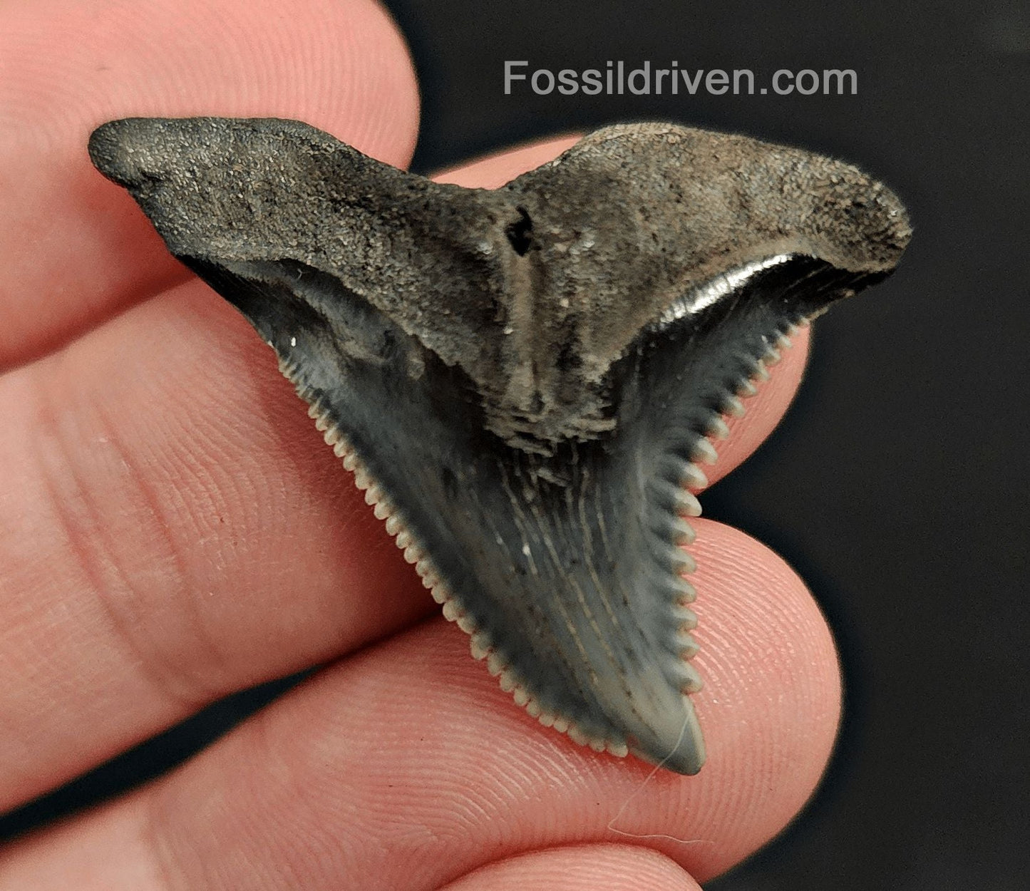 1.38" Fossil Hemipristis Shark Tooth - Venice, Florida | Fossil Driven - Fossil Driven