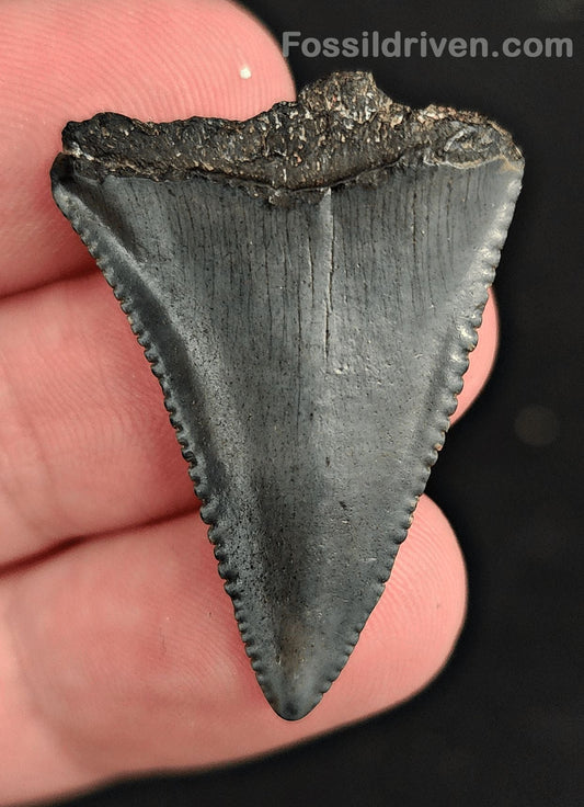 1.39" Fossil Great White Shark Tooth (Carcharodon carcharias) – South Carolina - Fossil Driven