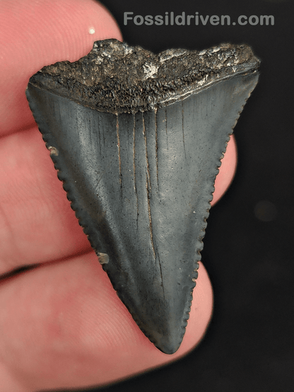 1.39" Fossil Great White Shark Tooth (Carcharodon carcharias) – South Carolina - Fossil Driven