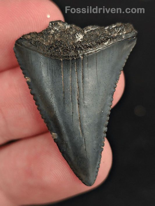 1.39" Fossil Great White Shark Tooth (Carcharodon carcharias) – South Carolina - Fossil Driven