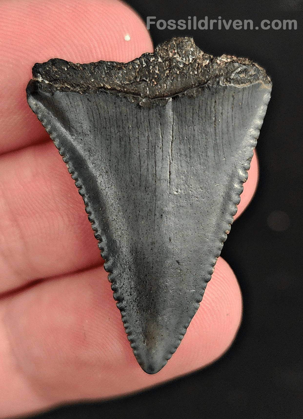 1.39" Fossil Great White Shark Tooth (Carcharodon carcharias) – South Carolina - Fossil Driven