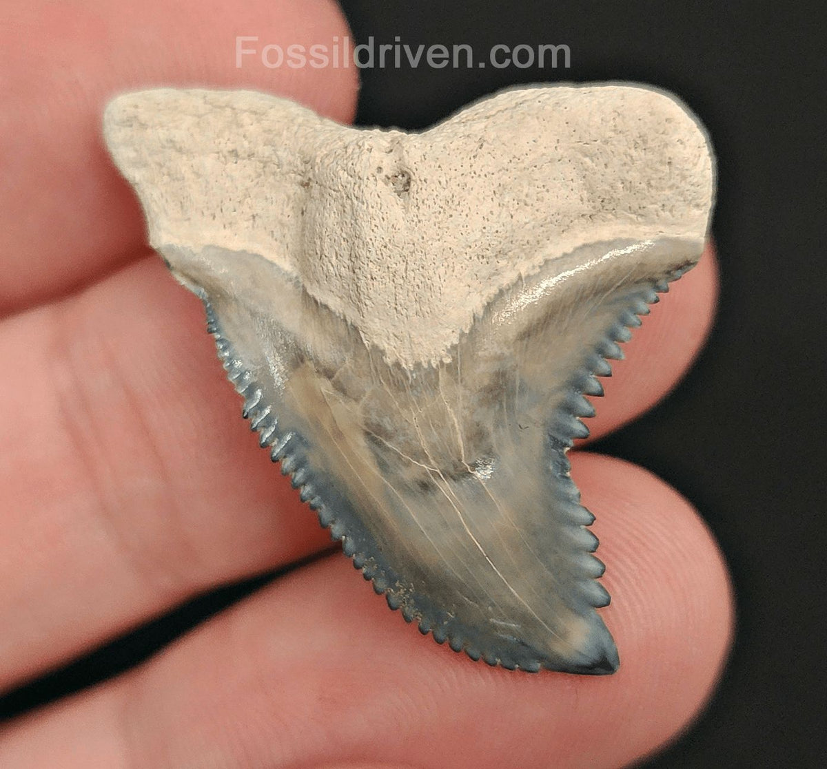 1.39" Fossil Hemipristis Shark Tooth - Bone Valley, Florida | Fossil Driven - Fossil Driven