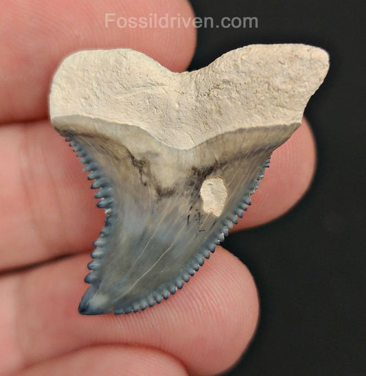 1.39" Fossil Hemipristis Shark Tooth - Bone Valley, Florida | Fossil Driven - Fossil Driven