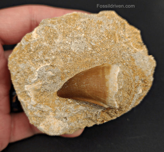 1.39" Fossil Mosasaur Tooth in Matrix - Morocco - Fossil Driven
