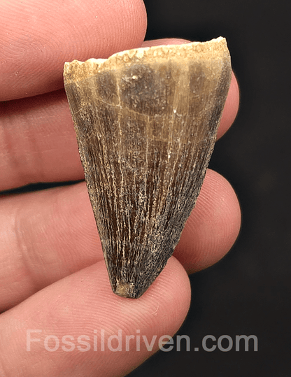 1.39" Fossil Mosasaur Tooth - Morocco - Fossil Driven