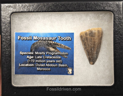 1.39" Fossil Mosasaur Tooth - Morocco - Fossil Driven