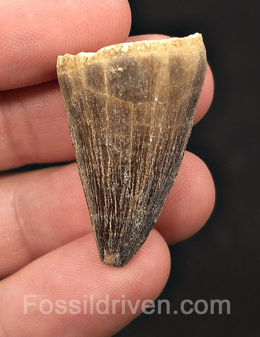 1.39" Fossil Mosasaur Tooth - Morocco - Fossil Driven