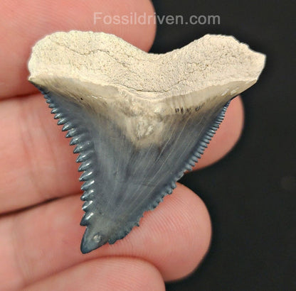 1.39" Hemipristis Shark Tooth - Bone Valley, Florida | Fossil Driven - Fossil Driven