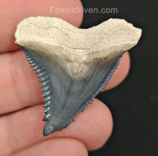 1.39" Hemipristis Shark Tooth - Bone Valley, Florida | Fossil Driven - Fossil Driven