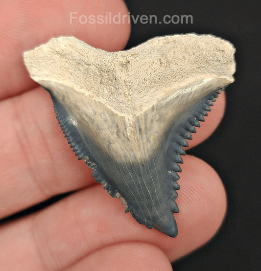 1.39" Hemipristis Shark Tooth - Bone Valley, Florida | Fossil Driven - Fossil Driven
