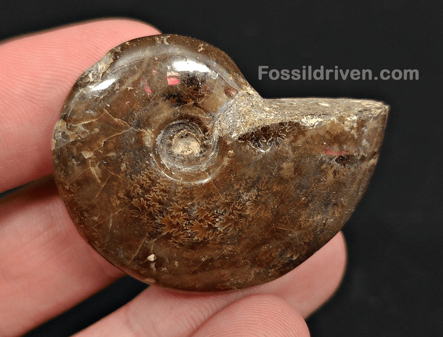 1.39" Red Flashy Iridescent Ammonite Fossil - Madagascar - Fossil Driven