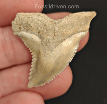 1.41" Fossil Hemipristis Shark Tooth - Bone Valley, Florida | Fossil Driven - Fossil Driven