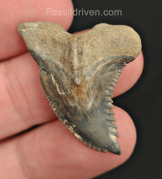1.41" Fossil Hemipristis Shark Tooth - Golden Beach, Florida | Fossil Driven - Fossil Driven