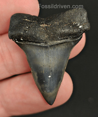1.42" Fossil Isurus hastalis Shark Tooth – Venice, Florida | Authentic Prehistoric Fossil - Fossil Driven