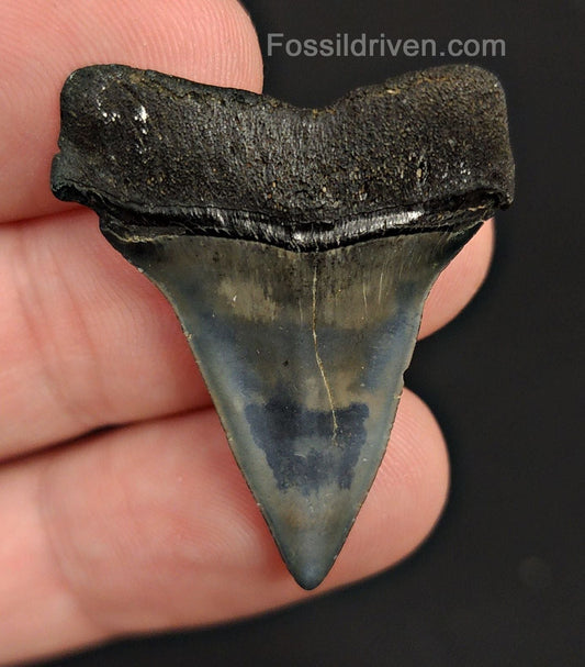 1.42" Fossil Isurus hastalis Shark Tooth – Venice, Florida | Authentic Prehistoric Fossil - Fossil Driven