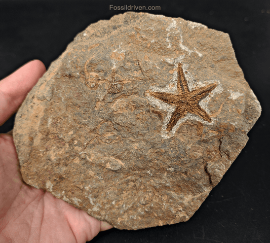 1.42" Fossil Starfish – Jurassic Sea Star from Morocco in 5.82" Matrix - Fossil Driven