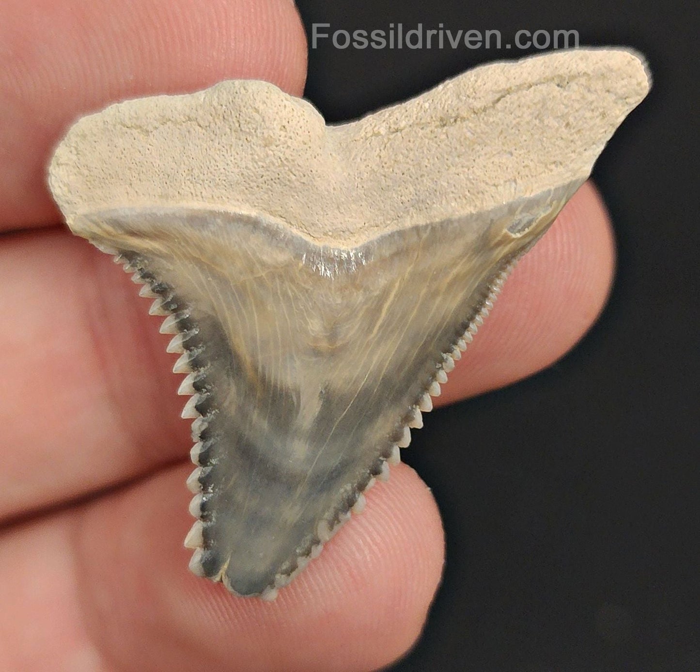 1.44" Fossil Hemipristis Shark Tooth - Bone Valley, Florida | Fossil Driven - Fossil Driven