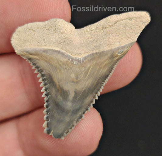 1.44" Fossil Hemipristis Shark Tooth - Bone Valley, Florida | Fossil Driven - Fossil Driven