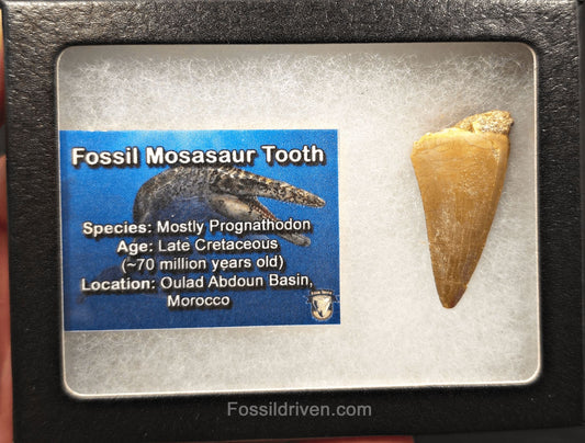 1.44" Fossil Mosasaur Tooth - Morocco - Fossil Driven