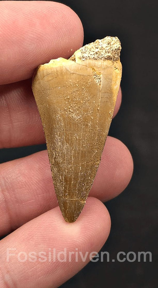 1.44" Fossil Mosasaur Tooth - Morocco - Fossil Driven