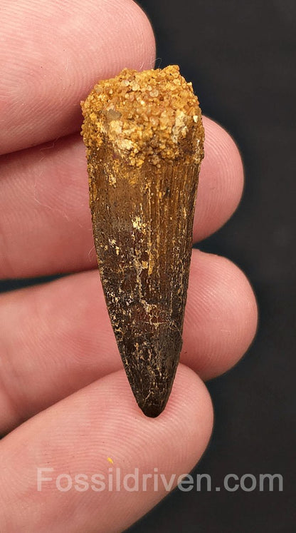 1.44" Fossil Spinosaurus Tooth - Real Dinosaur Tooth - Fossil Driven