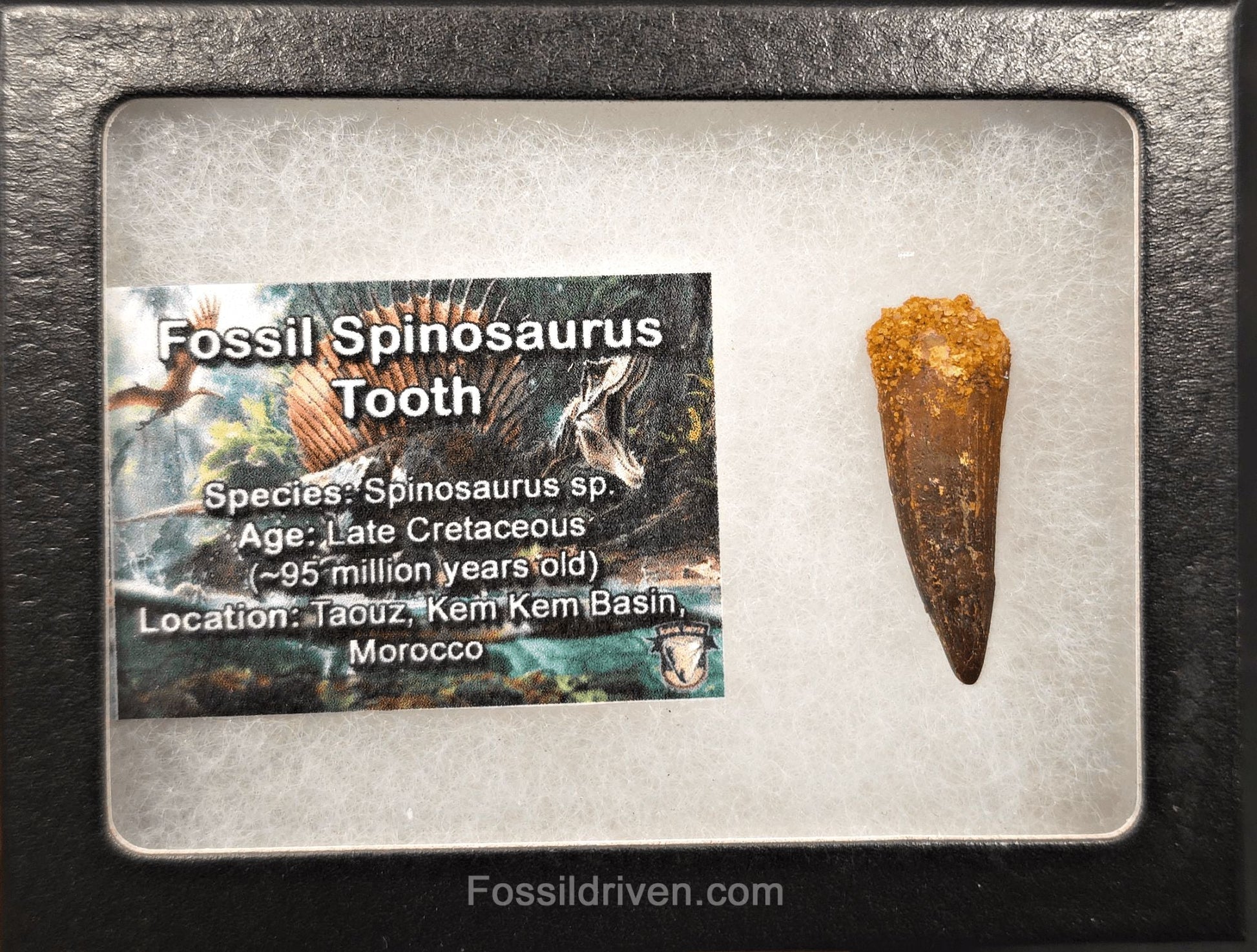 1.44" Fossil Spinosaurus Tooth - Real Dinosaur Tooth - Fossil Driven