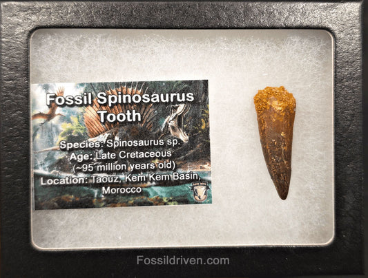 1.44" Fossil Spinosaurus Tooth - Real Dinosaur Tooth - Fossil Driven