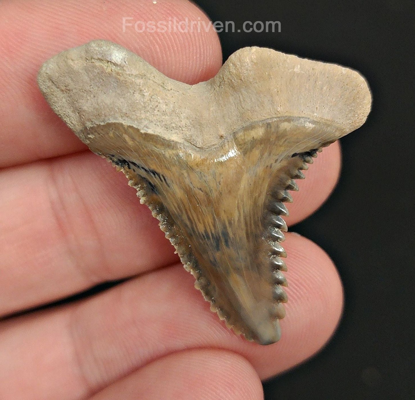 1.45" Fossil Hemipristis Shark Tooth - Bone Valley, Florida | Fossil Driven - Fossil Driven