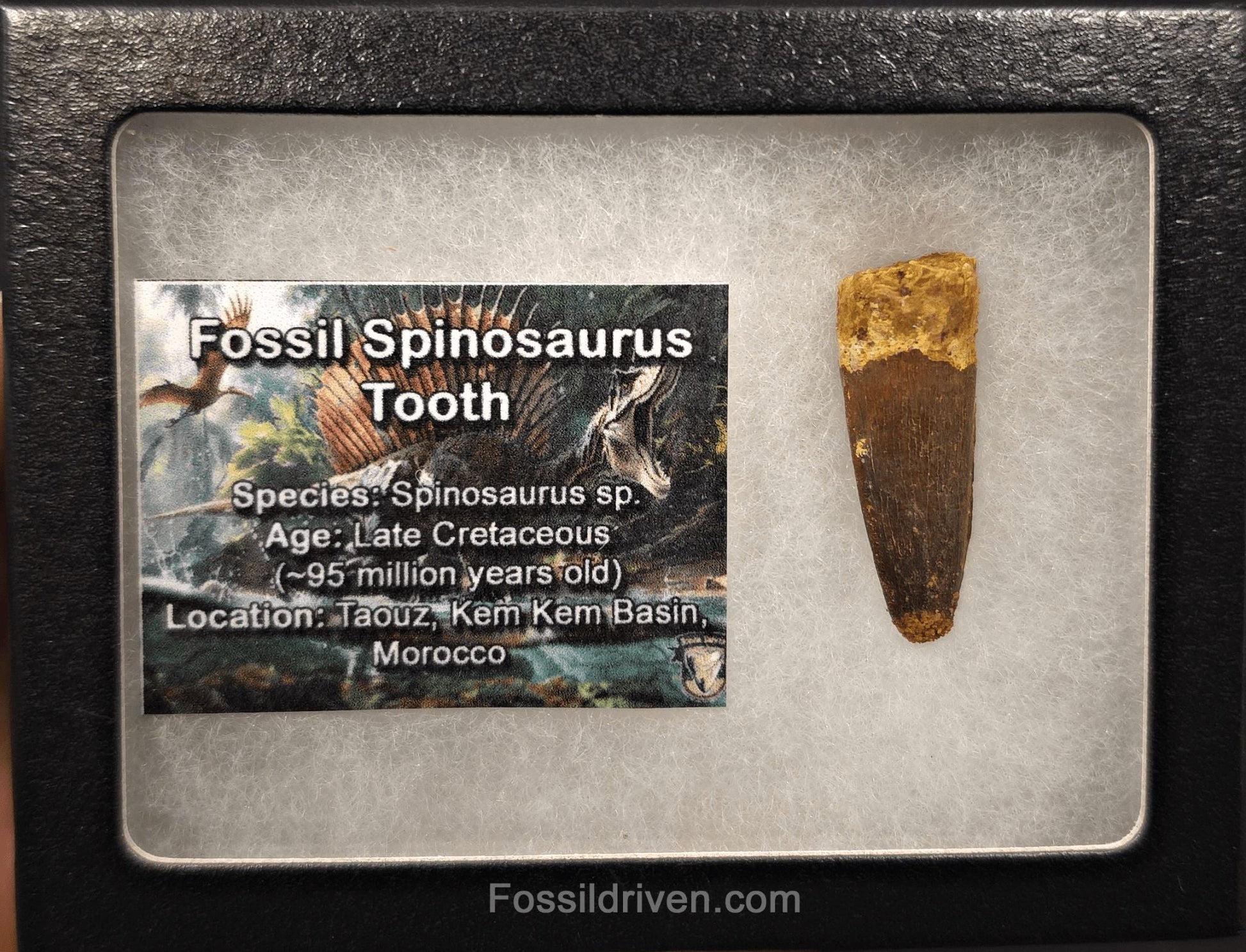 1.45" Fossil Spinosaurus Tooth - Real Dinosaur Tooth - Fossil Driven